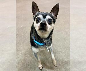 Chihuahua Dogs for adoption in Forestville, MD, USA