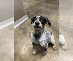 Bluetick Coonhound Dogs for adoption in South Amana, IA, USA