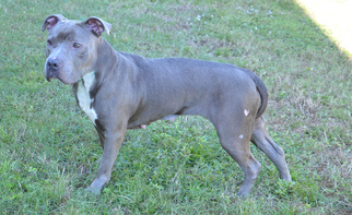 American Staffordshire Terrier Dogs for adoption in Englewood, FL, USA
