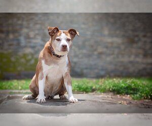 Mutt Dogs for adoption in Bardstown, KY, USA