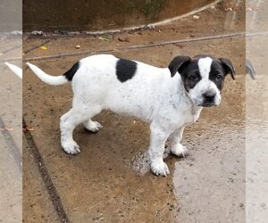 Jack Russell Terrier Dogs for adoption in danville, CA, USA