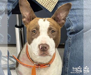 Medium Photo #13 Labrador Retriever-Unknown Mix Puppy For Sale in Washington, DC, USA