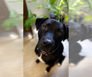 American Pit Bull Terrier-Labrador Retriever Mix Dogs for adoption in Queen Creek, AZ, USA