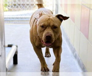 American Pit Bull Terrier Dogs for adoption in Redwood City, CA, USA
