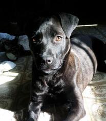 Medium Photo #1 Labrador Retriever Puppy For Sale in Saint Louis, MO, USA