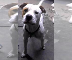 American Bulldog-Unknown Mix Dogs for adoption in Tallahassee, FL, USA
