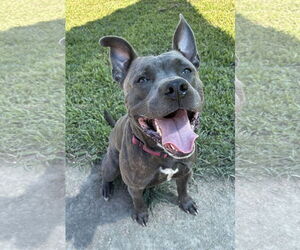 Staffordshire Bull Terrier-Unknown Mix Dogs for adoption in Virginia Beach, VA, USA