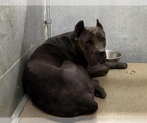 Mutt Dogs for adoption in HESPERIA, CA, USA