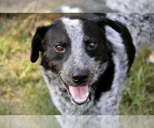 Mutt Dogs for adoption in Rossville, TN, USA