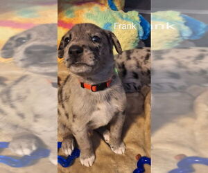 Mutt Dogs for adoption in Aurora, IN, USA
