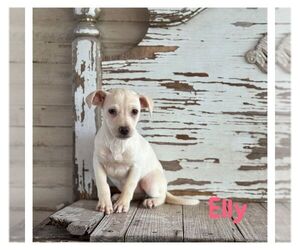 Chihuahua-Unknown Mix Dogs for adoption in Carrollton, TX, USA