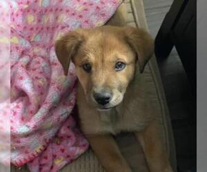Plott Hound Dogs for adoption in Rockaway, NJ, USA