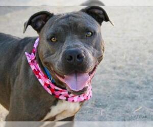 American Pit Bull Terrier Dogs for adoption in Santa Maria, CA, USA