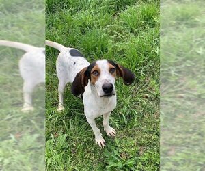 Treeing Walker Coonhound-Unknown Mix Dogs for adoption in Stafford, VA, USA