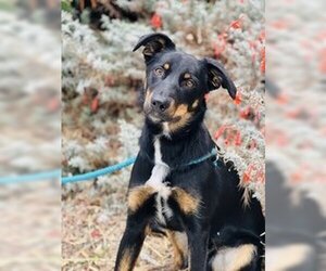 Catahoula Leopard Dog Dogs for adoption in Salinas, CA, USA