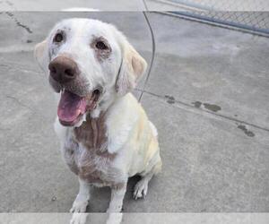 Labrador Retriever Dogs for adoption in Martinez, CA, USA