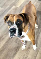 Boxer Dogs for adoption in Kansas City, MO, USA