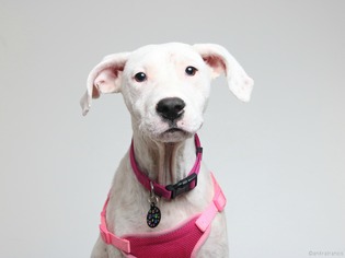 Boxador Dogs for adoption in Eden Prairie, MN, USA