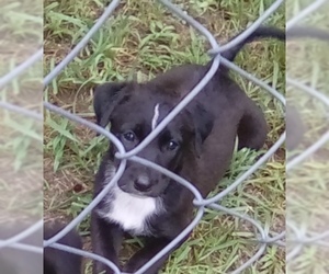 Sheprador Dogs for adoption in Pottstown, PA, USA