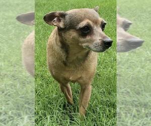 Chihuahua Dogs for adoption in Batavia, OH, USA