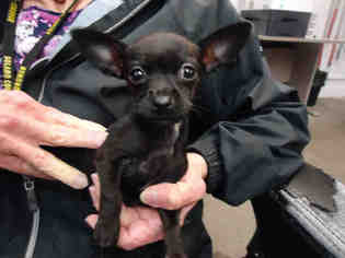Medium Photo #6 Chihuahua-Unknown Mix Puppy For Sale in Fairfield, CA, USA