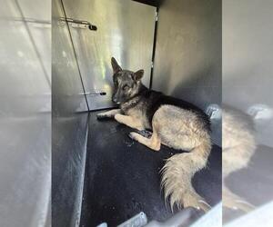 German Shepherd Dog-Unknown Mix Dogs for adoption in San Antonio, TX, USA