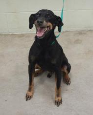 Miniature Pinscher-Unknown Mix Dogs for adoption in Hutchinson, KS, USA