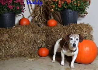 Beagle Dogs for adoption in Beckley, WV, USA