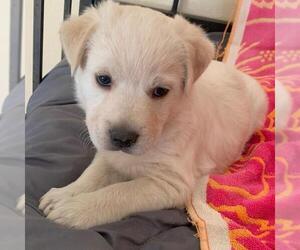 Labrador Retriever-Unknown Mix Dogs for adoption in San Diego, CA, USA
