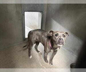 American Pit Bull Terrier Dogs for adoption in San Bernardino, CA, USA