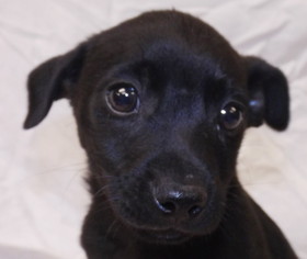 Chiweenie Dogs for adoption in Oxford, MS, USA