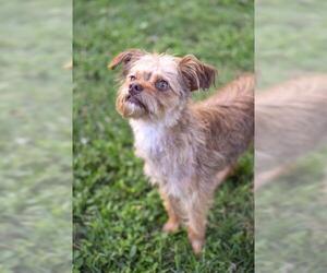 Brussels Griffon-Unknown Mix Dogs for adoption in Saint Louis, MO, USA