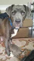 Small American Pit Bull Terrier-American Staffordshire Terrier Mix