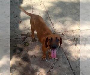 Dachshund-Unknown Mix Dogs for adoption in San Antonio, TX, USA