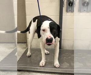 Plott Hound-Unknown Mix Dogs for adoption in Conroe, TX, USA