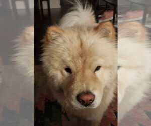 Chow Chow Dogs for adoption in San Antonio, TX, USA