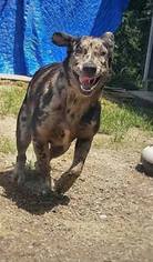 Catahoula Leopard Dog Dogs for adoption in DeRidder, LA, USA