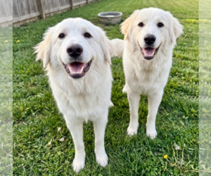Golden Pyrenees Dogs for adoption in Grovertown, IN, USA