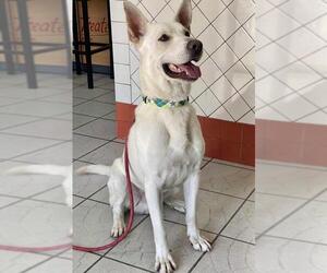 Unknown-white german shepherd Mix Dogs for adoption in La Mesa, CA, USA