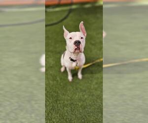American Pit Bull Terrier-Unknown Mix Dogs for adoption in Las Vegas, NV, USA