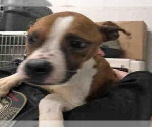 Boxer Dogs for adoption in Saginaw, MI, USA