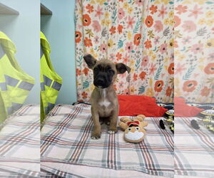 Australian Shepherd-Unknown Mix Dogs for adoption in Chico, CA, USA