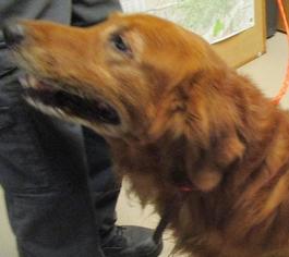 Golden Retriever Dogs for adoption in Johnson City, TN, USA