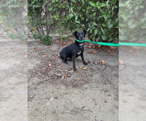 Chihuahua Dogs for adoption in Rancho Cucamonga, CA, USA