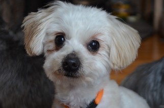 Maltipoo Dogs for adoption in Boise, ID, USA
