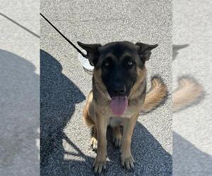 Medium Photo #1 German Shepherd Dog Puppy For Sale in Houston, TX, USA