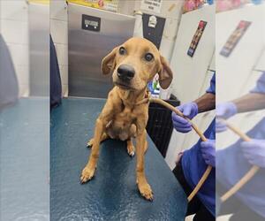 Boxer-Redbone Coonhound Mix Dogs for adoption in Mobile, AL, USA