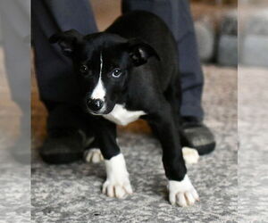 Medium Photo #1 American Bulldog-Labrador Retriever Mix Puppy For Sale in Mechanicsburg, PA, USA