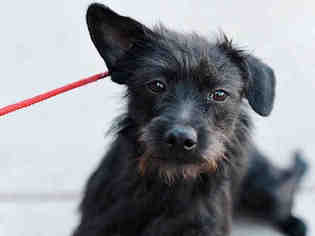 Cairn Terrier Dogs for adoption in Modesto, CA, USA