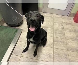 Labrador Retriever-Unknown Mix Dogs for adoption in Grand Prairie, TX, USA
